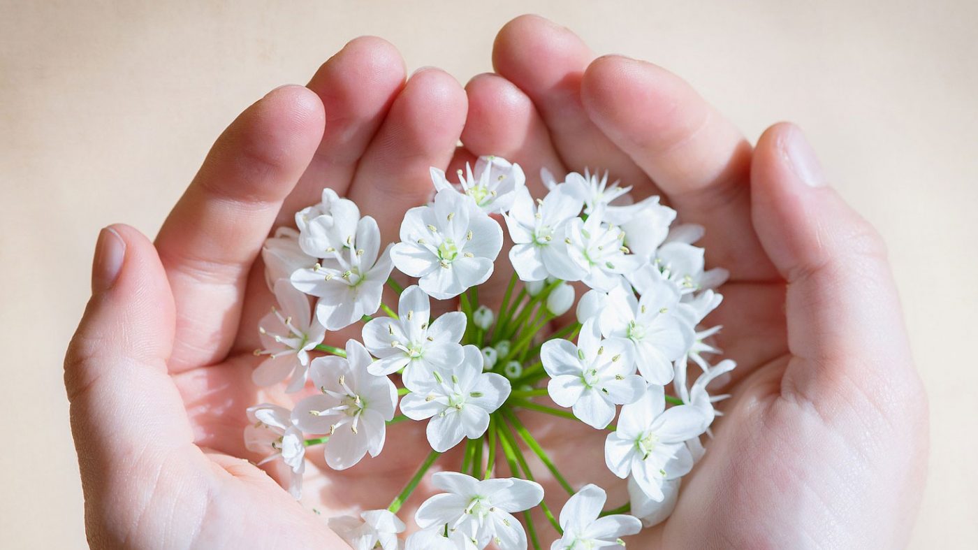 ידיים אוחזות פרחים לבנים, כפי שהן יאחזו ידיים של חולה הנוטה למות